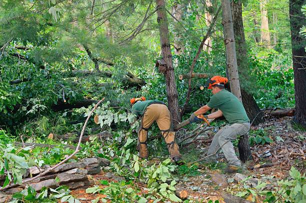 Best Tree Clearing Services  in USA